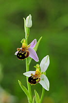Bee Orchid (Ophrys apifera) in flower. Near Cilipi south of Dubrovnik, Croatia, May.