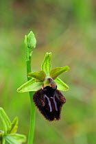 Orchid (Ophrys incubacea) flower. Premantura peninsula near Kamenjak, Istria, Croatia, May.