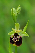Orchid (Ophrys untchjii) flower. Premantura peninsula near Kamenjak, Istria, Croatia, May.