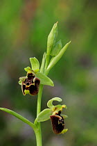 Orchid (Ophrys untchjii) flower. Premantura peninsula near Kamenjak, Istria, Croatia, May.