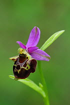 Orchid (Ophrys zinsmeisteria) flower. East of Pula near Valtura, Istria, Croatia, May.