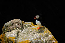 Puffin (Fratercula arctica) standing on a rock against a dark background. Great Saltee Island, Kilmore Quay, County Wexford, Republic of Ireland, June.