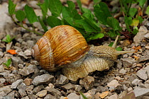Edible Snail (Helix pomatia) moving across gravel. North of Plitvice National Park, Croatia, June.