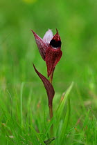 Tongue Orchid (Serapias istriaca) flower. Premantura peninsula near Kamenjak, Istria, Croatia, May.