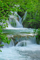 Waterfall and rapids flowing by leafy branches. Plitvice National Park, Croatia, May 2010.