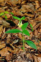 Comfrey (Symphytum officinale) growing through leaf litter. Plitvice National Park, Croatia, May 2010.