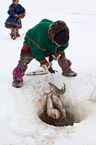 Pyotr and Edik Seratetto, young Nenets men, checking their fishing net set under the sea ice to catch Muksun fish, pulling up fish through the ice hole, Seyakha, Yamal Peninsula, Western Siberia, Russ...