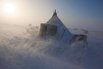 During a Spring storm, blowing snow swirls around a Nenets reindeer herders' winter camp on the tundra near Tambey. Yamal Peninsula, Western Siberia, Russia, March 2011