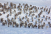 A herd of reindeer being gathered at their winter pastures on the tundra near Tambey. Yamal Peninsula, Western Siberia, Russia, March 2011