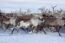 A herd of Reindeer (Rangifer tarandus) being gathered at their winter pastures on the tundra near Tambey. Yamal Peninsula, Western Siberia, Russia, March 2011