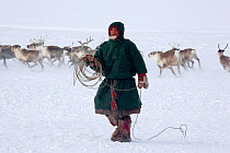 A Nenets herder prepares to lasso a draught reindeer (Rangifer tarandus) at winter pastures near Tambey. Yamal Peninsula, Western Siberia, Russia, march 2011