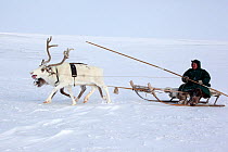 Jakov Vanuito, a Nenets reindeer herder, driving a reindeer sled as he returns to camp after checking his herd at their winter pastures near Tambey. Yamal Peninsula, Western Siberia, Russia, March 201...