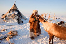 Jakov Vanuito, a Nenets reindeer herder, feeds bread to one of his draught reindeer at his winter camp on the tundra near Tambey. Yamal Peninsula, Western Siberia, Russia, March 2011