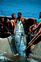 Mattanza fishermen landing Giant Bluefun tuna (Thunnus thynnus) using a technique in which a maze of nets are set, leading to a central pool, Favignana, Italy, May / June 1990