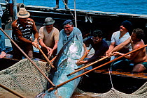 Mattanza fishermen landing Giant Bluefun tuna (Thunnus thynnus) using a technique in which a maze of nets are set, leading to a central pool, Favignana, Italy, May / June
