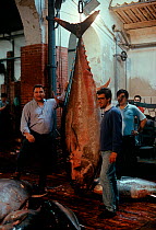 Mr. Castiglione, owner of processing plant for Bluefin tuna (Thunnus thynnus) with a 320 kilo giant bluefin tuna caught using the traditional mattanza technique being displayed at a processing plant....