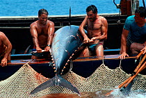 Mattanza fishermen landing Giant Bluefun tuna (Thunnus thynnus) using a technique in which a maze of nets are set, leading to a central pool, Favignana, Italy, May / June Model released.