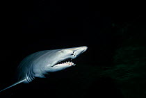 Sand Tiger Shark (Carcharias taurus) North Carolina, USA. Atlantic Ocean.