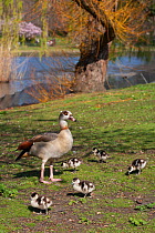 Egyptian Goose (Alopochen aegyptiacus) with goslings, Hyde Park, London, UK