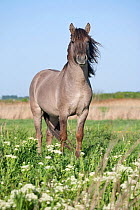 Konik horses (Equus caballus) - wild Konik breeding stallion, Stodmarsh nature reserve, Kent, UK, April