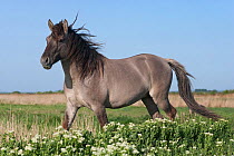Konik horses (Equus caballus) - wild Konik breeding stallion, Stodmarsh nature reserve, Kent, UK, April