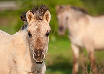 Konik horses (Equus caballus) - wild Konik filly with another wild Konik filly standing in the background,  Millingerwaard nature reserve, Netherlands, April
