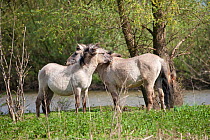 Konik horses (Equus caballus) - wild Konik breeding stallion mutual grooming with one of his wild Konik mares, Arnhem natural reserve, Netherlands, April