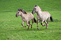 Konik horses (Equus caballus) - wild Konik breeding stallion chasing one of his unruly colts, Millingerwaard nature reserve, Netherlands, April