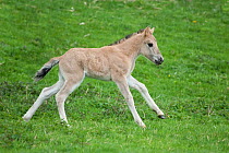 Konik horses (Equus caballus) - wild Konik newborn colt running around, testing his legs, Millingerwaard nature reserve, Netherlands, April
