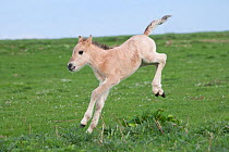 Konik horses (Equus caballus) - wild Konik newborn colt running around, testing his legs, Millingerwaard nature reserve, Netherlands, April