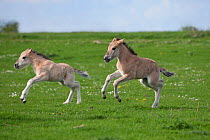 Konik horses (Equus caballus) - Two wild Konik young colts running one after the other, Millingerwaard nature reserve, Netherlands, April