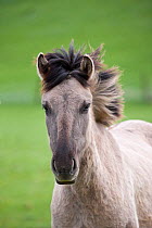 Konik horses (Equus caballus) -  wild Konik filly, Millingerwaard nature reserve, Netherlands, April