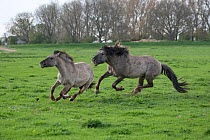Konik horses (Equus caballus) - wild Konik breeding stallion chasing one of his mares to bring her back in his band, Millingerwaard nature reserve, Netherlands, April