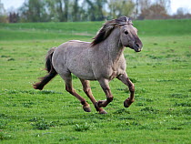 Konik horses (Equus caballus) - wild Konik breeding stallion charging, Millingerwaard nature reserve, Netherlands, April