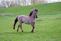 Konik horses (Equus caballus) - wild Konik breeding stallion enquiring a competitor (not in the picture), Millingerwaard nature reserve, Netherlands, April