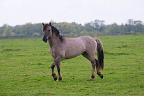 Konik horses (Equus caballus) -  wild Konik breeding stallion enquiring a competitor (not in the picture), Millingerwaard nature reserve, Netherlands, April