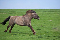 Konik horses (Equus caballus) - wild Konik breeding stallion charging, Millingerwaard nature reserve, Netherlands, April.