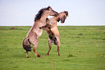 Konik horses (Equus caballus) - Two wild Konik young stallions playfighting, Millingerwaard nature reserve, Netherlands, April