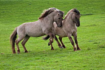 Konik horses (Equus caballus) - Two wild Konik breeding stallions challenging one another, Millingerwaard nature reserve, Netherlands, April