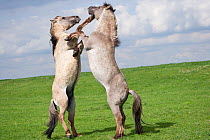 Konik horses (Equus caballus) - Two wild Konik breeding stallions, standing erect, fighting, Millingerwaard nature reserve, Netherlands, April