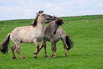 Konik horses (Equus caballus) - Two wild Konik young stallions playfighting, Millingerwaard nature reserve, Netherlands, April