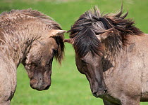Konik horses (Equus caballus) -  two wild Konik breeding stallions assessing one another, Millingerwaard nature reserve, Netherlands, April