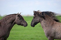 Konik horses (Equus caballus) -  two wild Konik breeding stallions assessing one another, Millingerwaard nature reserve, Netherlands, April