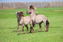 Konik horses (Equus caballus) - Two wild Konik breeding stallions challenging one another, Millingerwaard nature reserve, Netherlands, April