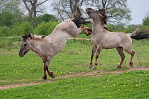 Konik horses (Equus caballus) - Two wild Konik breeding stallions fighting, Millingerwaard nature reserve, Netherlands, April.