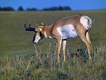 American Pronghorn antelope (Antilocapra americana) nibbling on dried prairie Bull Thistle, USA