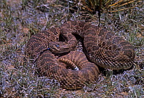 Prairie rattlesnake (Crotalus viridis viridis) coiled up in defensive posture, blue eye indicates the snake is about to moult. USA