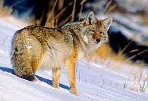 Coyote (Canis latrans) in snow with heavy winter coat, Yellowstone NP, Wyoming, USA