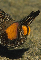 Greater Prairie Chicken (Tympanuchus cupido) cock, portrait with pinnate feathers raised, eyebrows gourged and neck sack extended, Colorado, USA