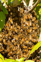 Swarm of Honey bees (Apis millifera millifera) surrounding the queen in a bush on a commercial area parking lot, Centennial, Colorado, USA, May